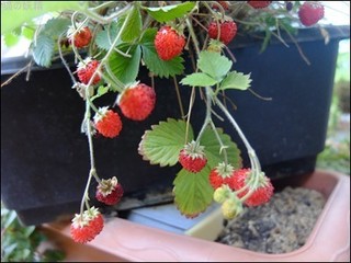 s-DSCF3082.jpg