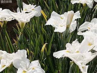 s-DSCF3187.jpg