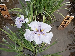 s-DSCF3191.jpg