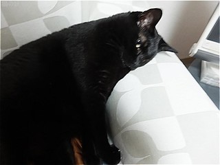 s-DSCF3371.jpg