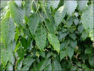 s-DSCF3384.jpg