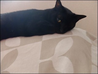 s-DSCF3486.jpg