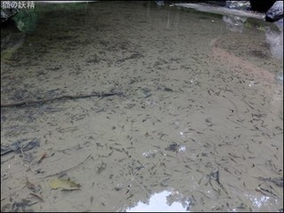 s-DSCF3499.jpg