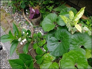 s-DSCF3583.jpg