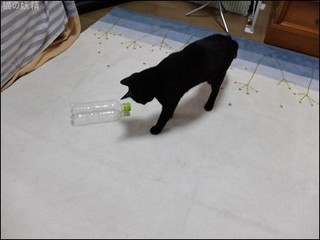 s-DSCF3629.jpg