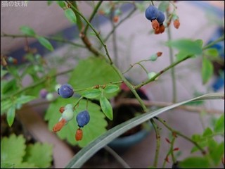 s-DSCF3834.jpg