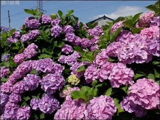 s-DSCF4114.jpg