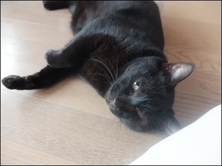s-DSCF4517.jpg