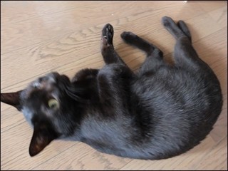 s-DSCF4568.jpg
