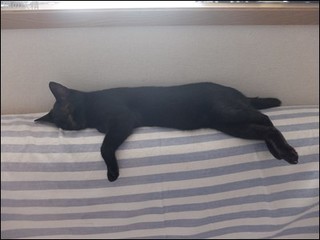 s-DSCF4603.jpg