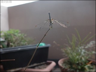 s-DSCF4664.jpg