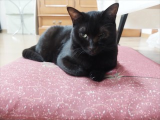 s-DSCF4779.jpg