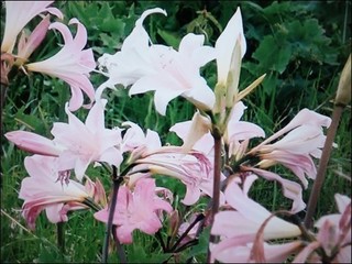 s-DSCF5069.jpg