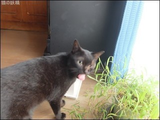 s-DSCF5176.jpg