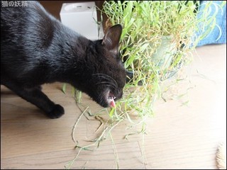 s-DSCF5252.jpg