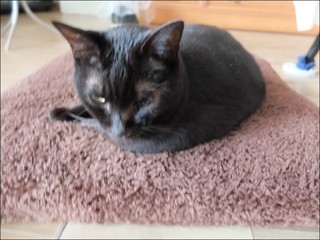 s-DSCF5592.jpg