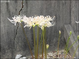 s-DSCF5612.jpg