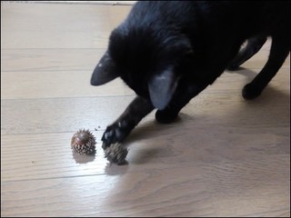 s-DSCF5741.jpg