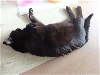 s-DSCF6085.jpg