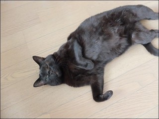 s-DSCF6223.jpg