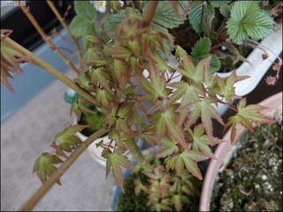s-DSCF7231.jpg