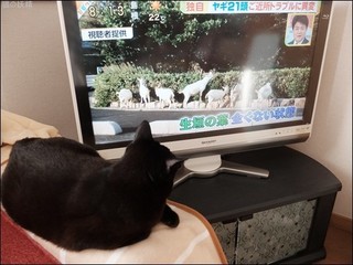 s-DSCF7263.jpg