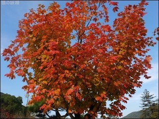 s-DSCF8062.jpg