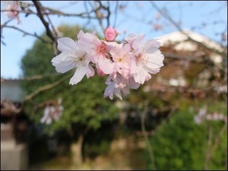 s-DSCF8076.jpg