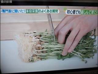 s-DSCF8290.jpg