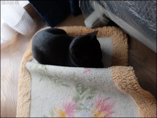 s-DSCF8319.jpg