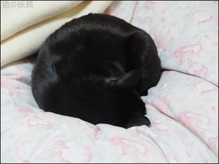 s-DSCF8740.jpg