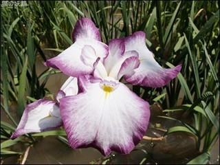 s-DSCF8807.jpg