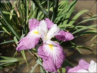 s-DSCF8822.jpg