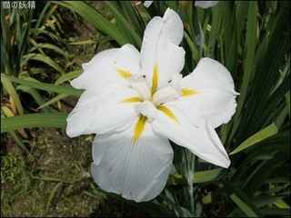 s-DSCF8838.jpg