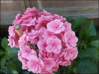 s-DSCF8892.jpg