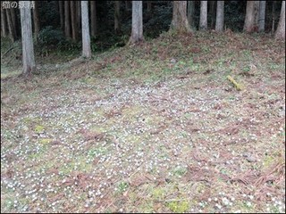 s-DSCF9051.jpg