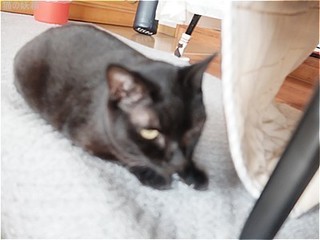 s-DSCF9130.jpg