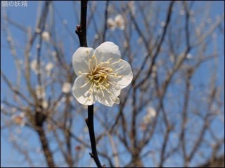 s-DSCF9247.jpg