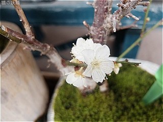 s-DSCF9390.jpg