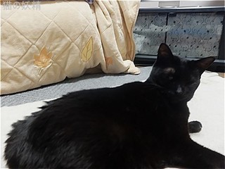s-DSCF9446.jpg