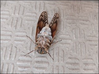 s-DSCF9546.jpg