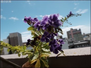 s-DSCF9939.jpg