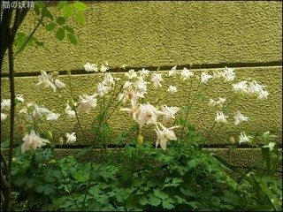 s-DSC_0454.jpg