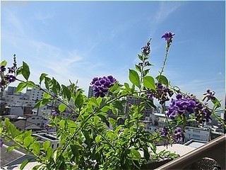 s-IMG_0064.jpg