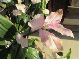 s-IMG_0229.jpg