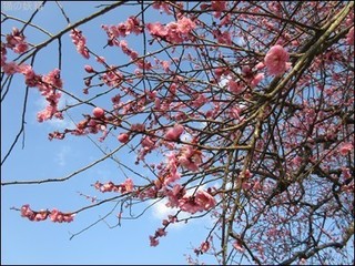 s-IMG_0235.jpg