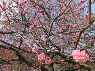 s-IMG_0237.jpg
