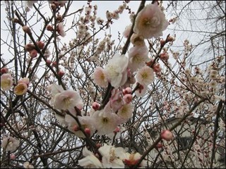 s-IMG_0277.jpg