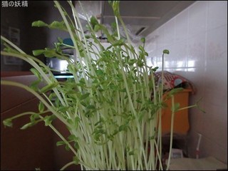 s-IMG_0332.jpg