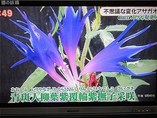 s-IMG_0507.jpg